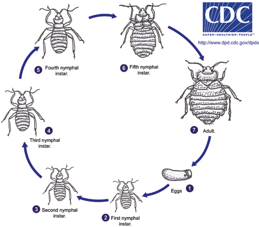 CDC - Bed Bug Life Cycle CDC - Bed Bug Life Cycle