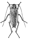 German Cockroach