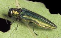 Emerald Ash Borer on a leaf