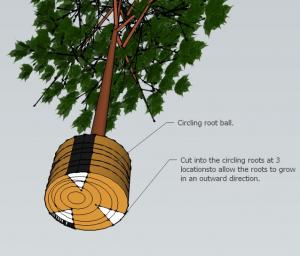 Diagram of Tree roots in a circling root ball